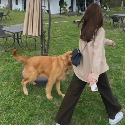 本尼迪特天才秘社第二季